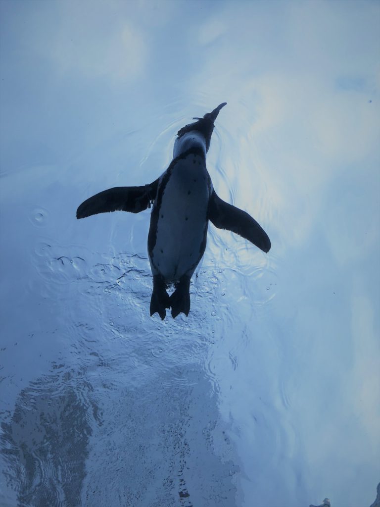 空泳ぐペンギン